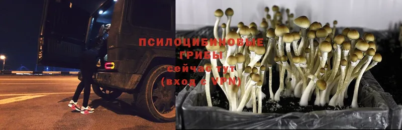 Галлюциногенные грибы MAGIC MUSHROOMS  Калязин 